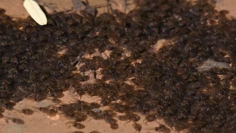 Seen-during-the-morning-pooling-together,-wriggling-and-swimming,-enjoying-the-morning-sun,-Tadpole-at-its-larval-stage-of-an-amphibian,-Kaeng-Krachan-National-Park,-Thailand