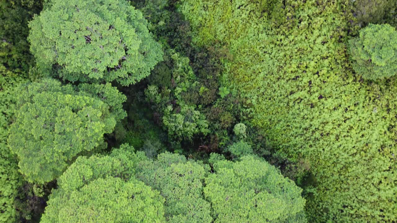 naturaleza cinematográfica vista aérea del bosque verde en la isla de kauai en hawaii naturaleza dramática vista aérea de la selva tropical selva tropical de kauai