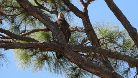 Looking-up-at-a-young-bald-eagle-perched-in-a-tree