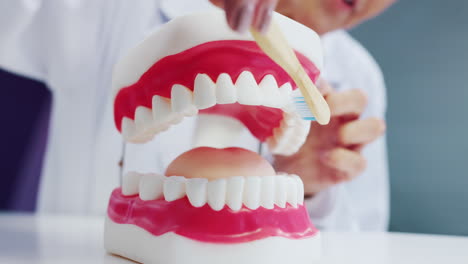 dental hygiene model with toothbrush