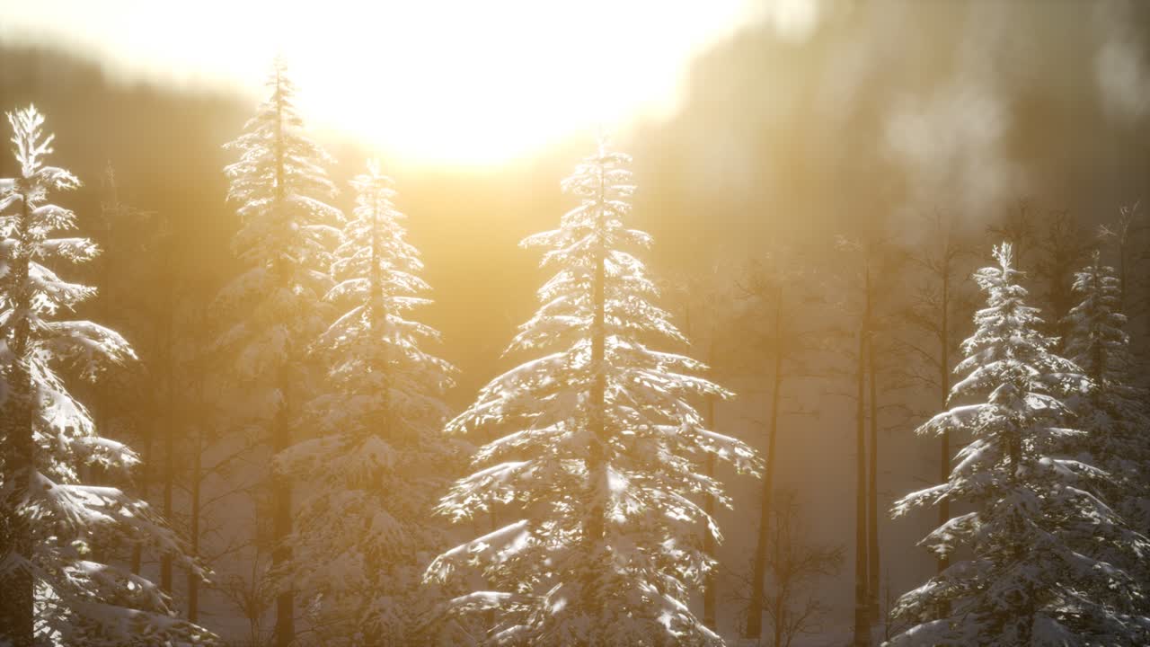 산의 숲에서 화려한 크리스마스 장면. 다채로운 겨울 해가 뜨는