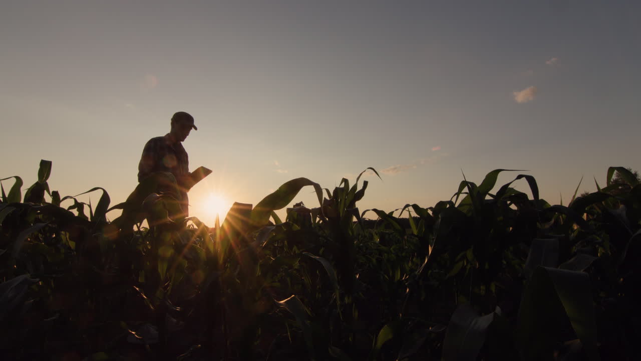 silueta de un granjero en un campo de maíz. usa una tableta al atardecer. disparo de lente ancho