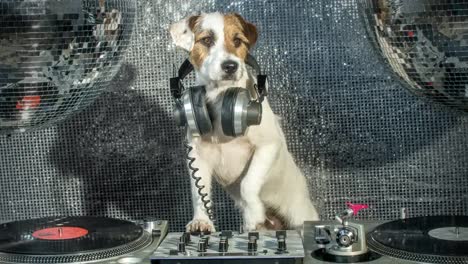 perro dj 4k 12