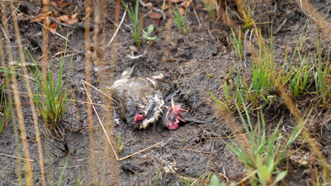 dead bird on ground with decapitated head, bird of prey victim static