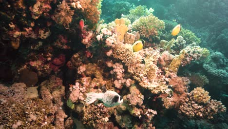 Masked-Fuffer-Fish-Saltwater-Species-Swim-Around-Coral-Reef---underwater-medium-shot