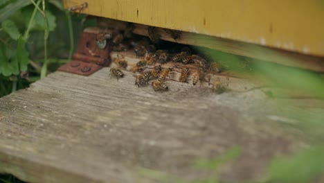 Close-up-of-busy-worker-female-bees-swarming