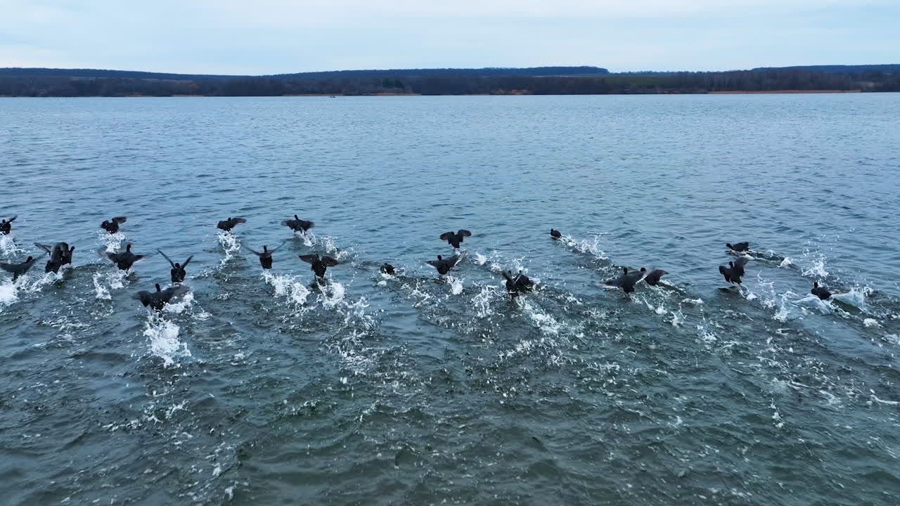 Black birds rising together into the air. Drone shot following the ducks. White splashes of water appearing on the surface.