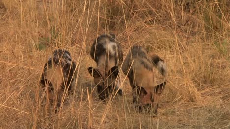 Kleine-Gruppe-Jugendlicher-Afrikanischer-Wildhunde-Nähert-Sich-Durch-Hohes-Gras