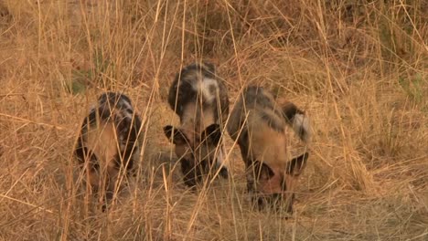 Pequeño-Grupo-De-Perros-Salvajes-Africanos-Juveniles-Acercándose-A-Través-De-La-Hierba-Alta