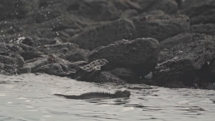 Iguana Marina che Nuota nelle Isole Galapagos