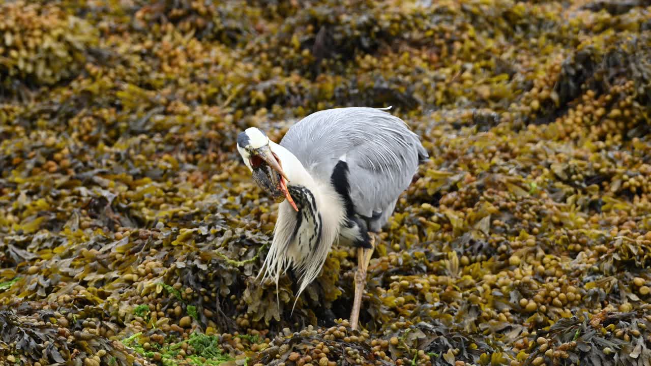 Handheld closeup of grey heron gulping down a small fish in coastal seaweed. Natural feeding behavior as bird swallows prey in one motion, handheld