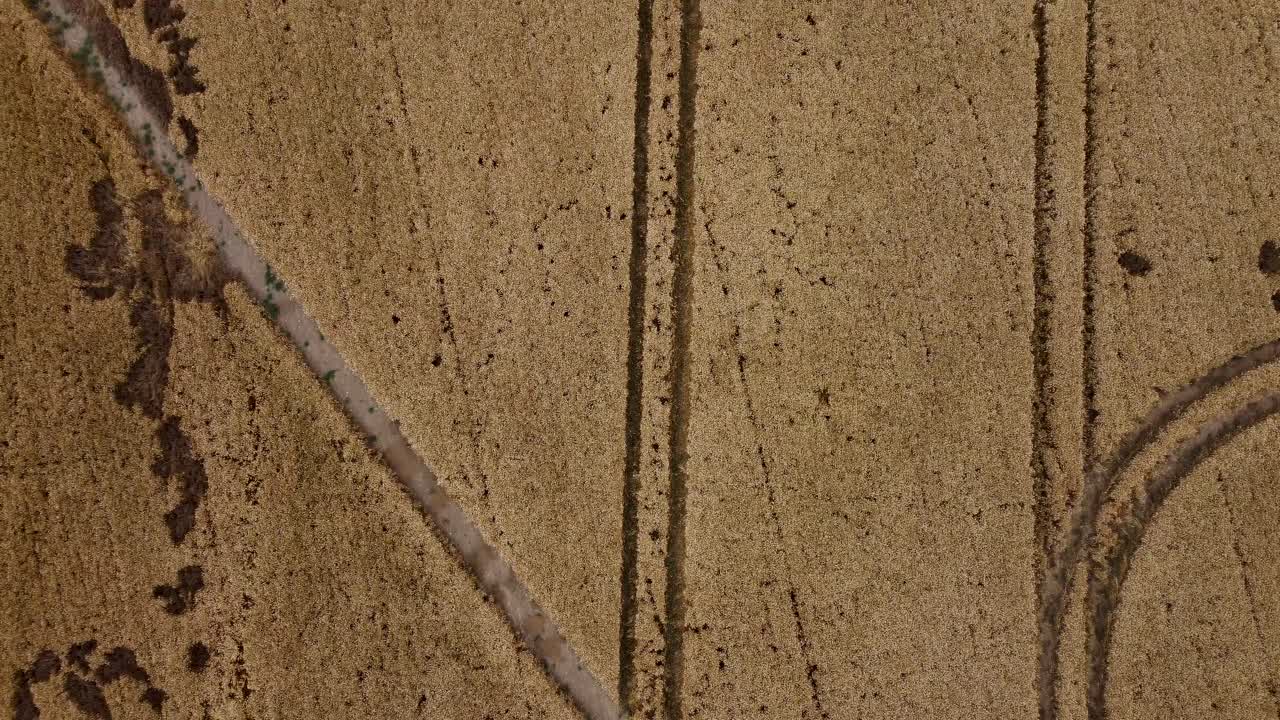 Drone following tractor tracks in a patchy wheat field