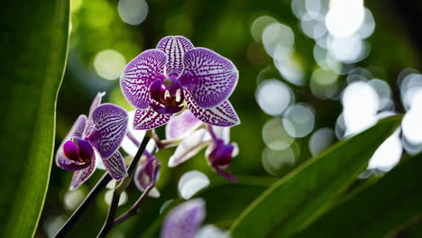 vibrant purple and white orchids in bloom