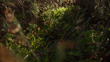 detail of the forest ground filled with moss twigs and branches lit with sunshine