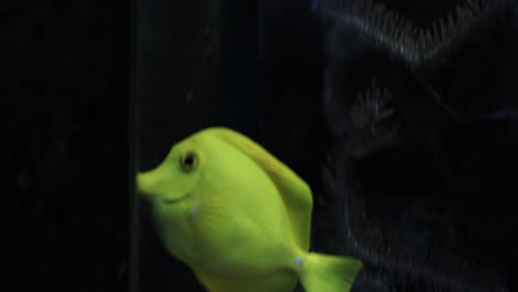 pez espiga amarilla nadando cerca de otros peces tropicales