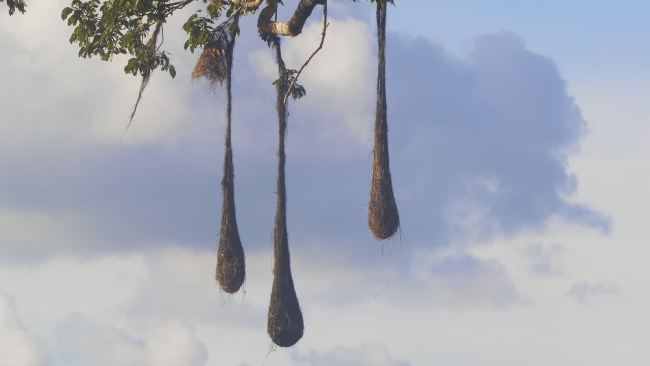 Crested Oropendola nests hang high in Peru’s rainforest with drifting clouds in the sky behind.