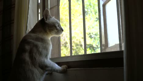 cat looking outside window