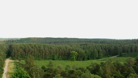 360-Grad-Drohnenansicht-Des-Waldes-Mit-Langem-Weg