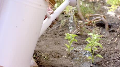 Mujer-Birracial-Mayor-Regando-Plantas-En-Un-Jardín-Soleado-En-Casa,-Cámara-Lenta