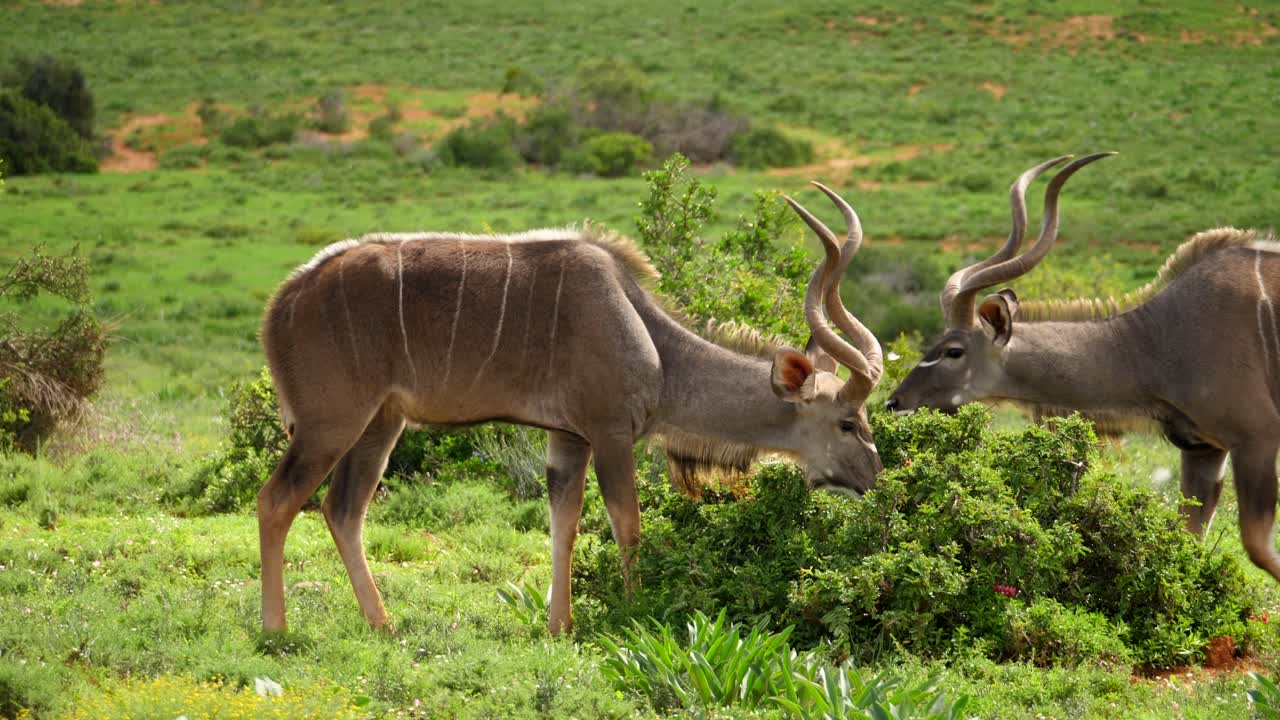 A rare moment when an adult male Kudu approaches another, instigating a small conflict as their horns lock together for several seconds