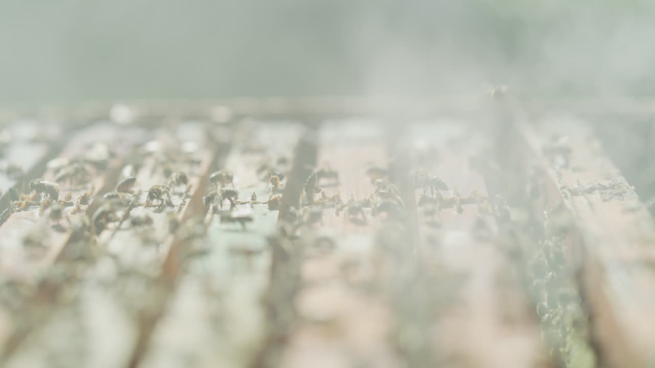 ⁇ 벌 농장에서 바쁜  ⁇ 벌집의 4k 비디오 영상