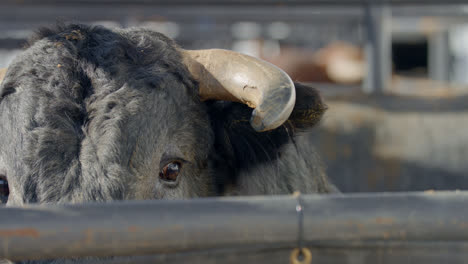 a rank bulls eye and horn closeup inside a metal chute in dallas, texas before a bull fight