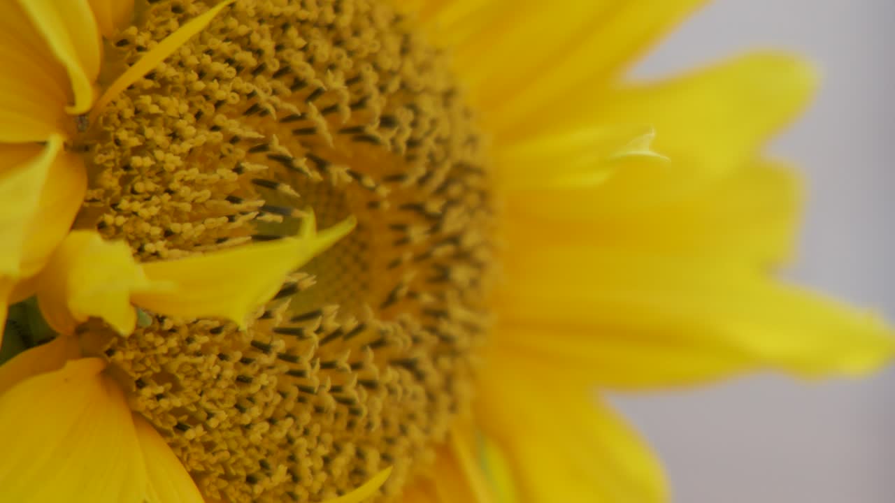 A close-up camera pan moves smoothly across a vibrant yellow sunflower, highlighting blurred petals and detailed seeds under soft, natural lighting