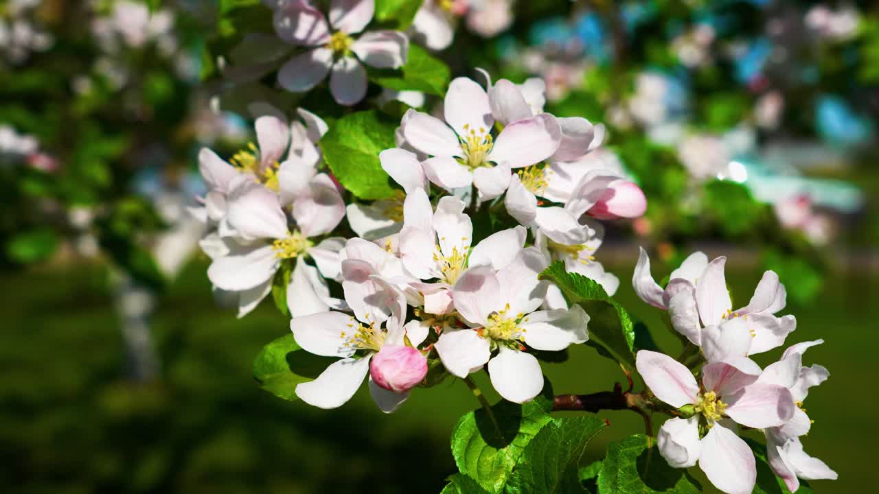 Close-up of delicate white and pink cherry blossoms in full bloom with green leaves in the background. Ideal for themes related to nature, spring, blooming flowers, and botanical beauty.