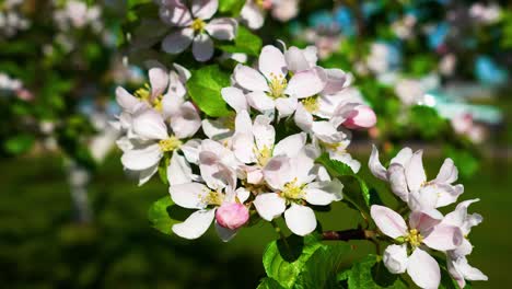close-up of delicate white and pink cherry blossoms in full bloom with green leaves in the background. ideal for themes related to nature, spring, blooming flowers, and botanical beauty.