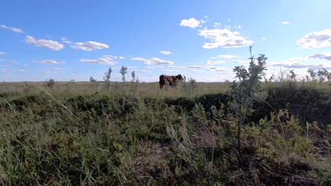 a cow in a field looking at the camera then getting scared and running away. filmed in alberta canada in the country prairies