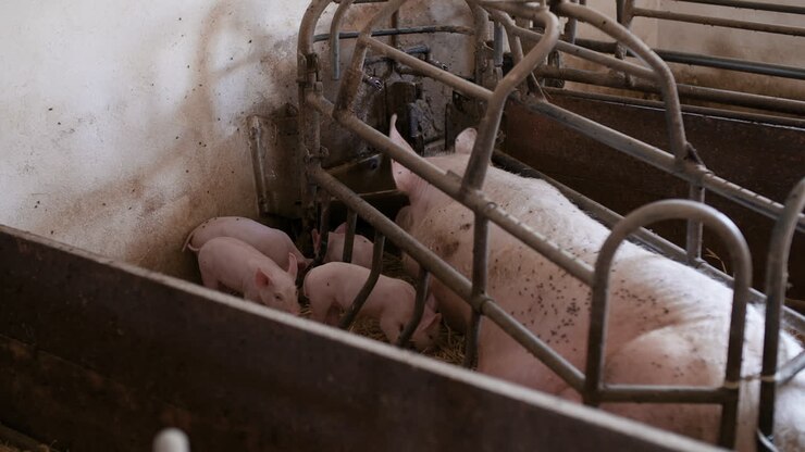 Pigs On Livestock Farm Pigs Farm Livestock Farm Modern Agricultural Pigs Farm 36