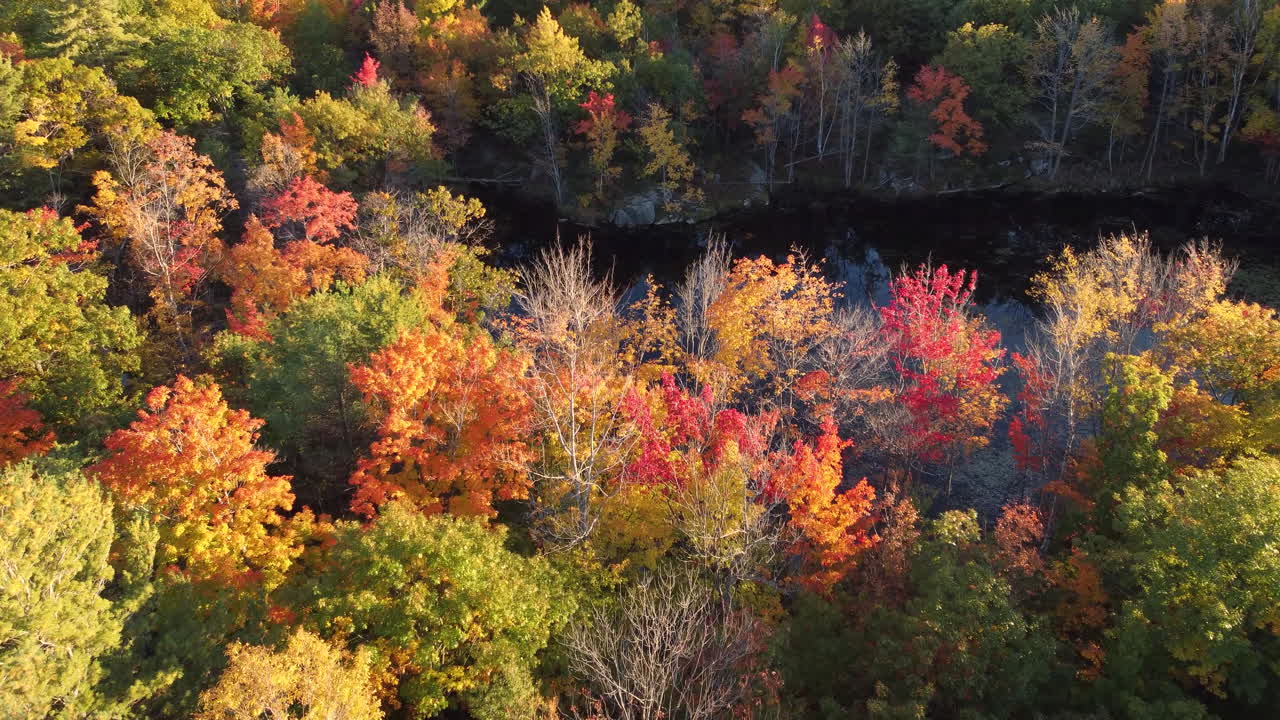 coloridos bosques otoñales con lago