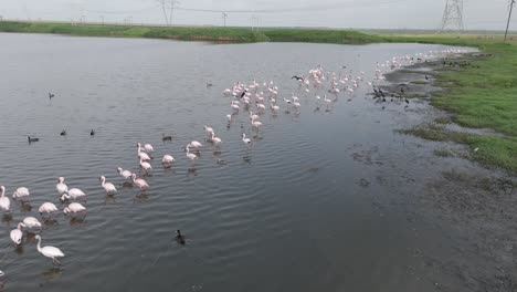 Flamencos-Y-Otras-Aves-Zancudas-En-La-Orilla-De-Un-Lago-En-El-Estado-Libre-De-Sudáfrica