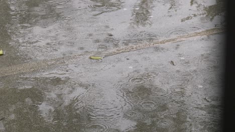 raindrops falling on sidewalk and street