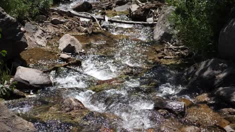 Cascada-En-Un-Bosque-En-Estes-Park,-Colorado