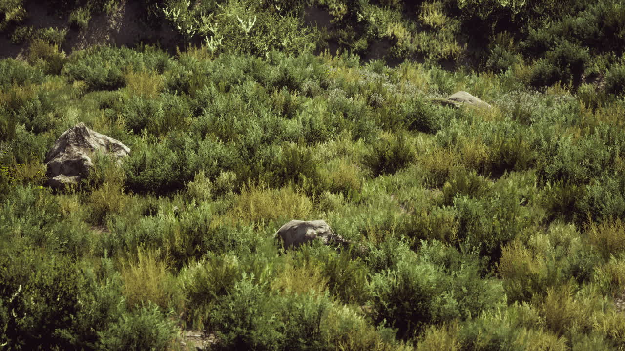 dunas de playa con hierba larga