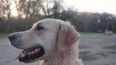 Cute-wet-golden-retriever-dog-being-obedient-and-well-behaved-on-walk