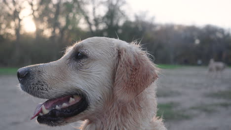 cute wet golden retriever dog being obedient and well-behaved on walk