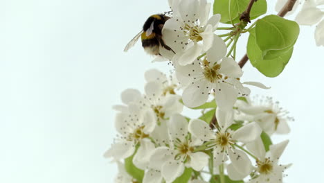 Silueta-De-Una-Abeja-De-Miel-Caminando-A-Través-De-Algunas-Flores,-En-El-Fondo-Otros-Flotadores-Y-El-Cielo-Desenfocado