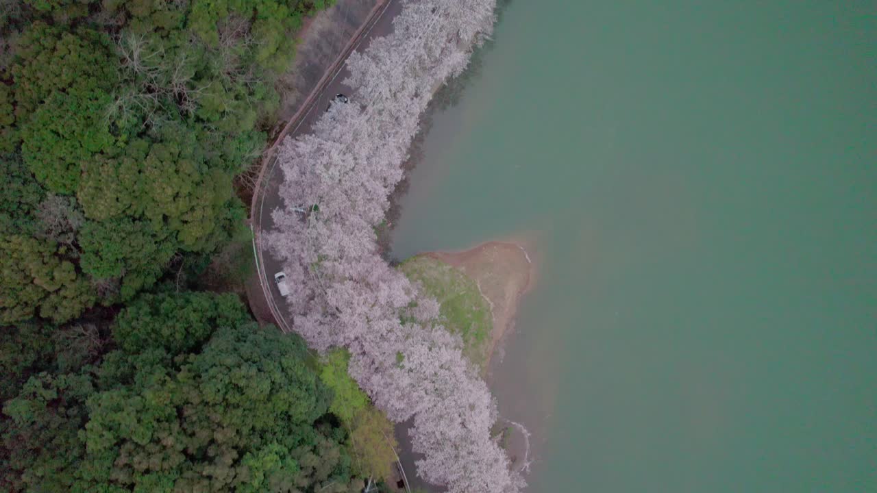 A fly over Niwaki Dam during cherry blossom season in Saga Prefecture, Kyushu, Japan