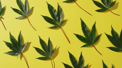 video of marijuana leaves on yellow background