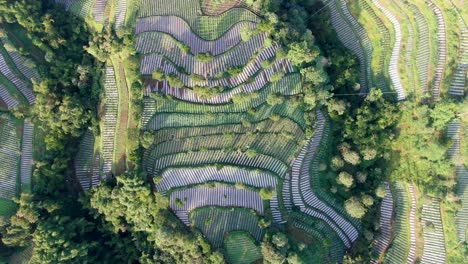 terraced fields of leek plantation on volcano slope in wonolelo indonesia aerial top down