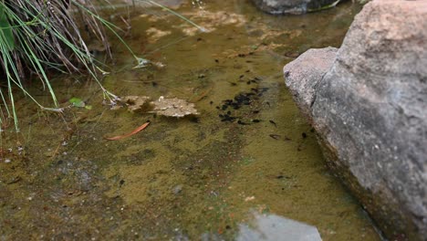 Zoomen-Sie-Schrittweise-Auf-Lebhafte-Kaulquappen-In-Einem-Sehr-Flachen-Teich