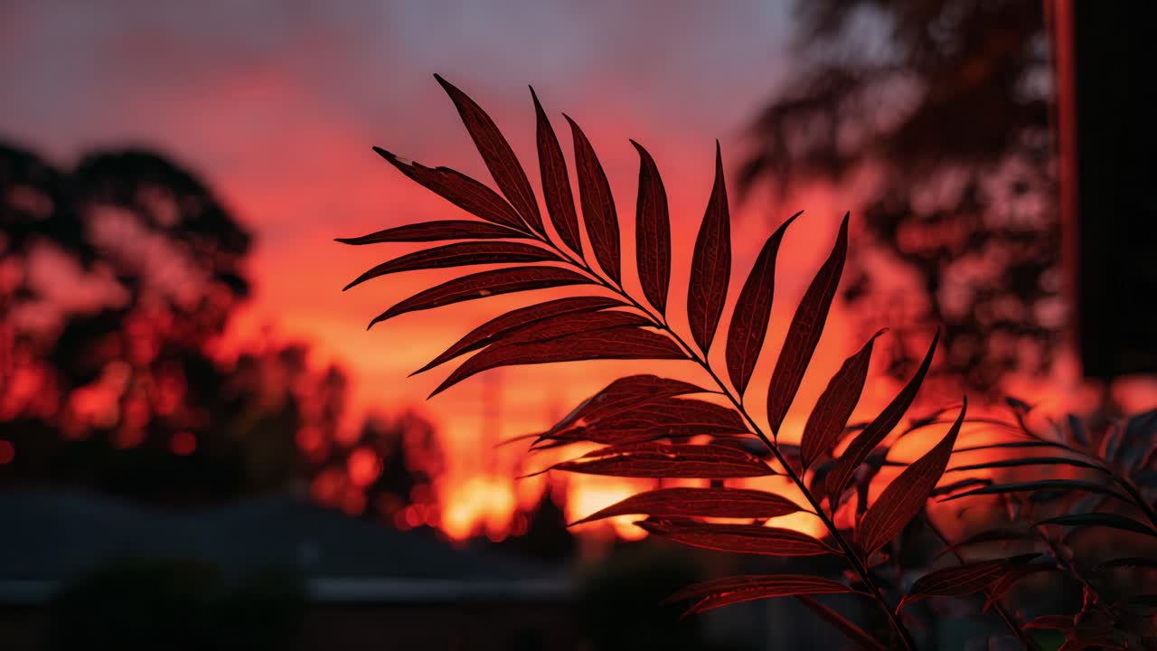 Captivating Silhouette of a Leaf Against a Vibrant Sunset: An Introspective Reflection on Nature's Beauty and Colorful Sky