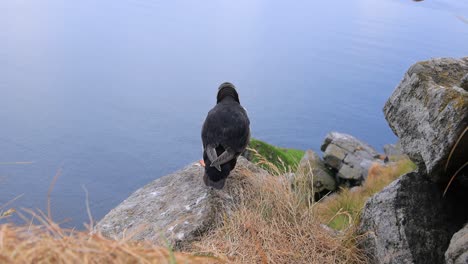 Atlantic-puffin-(Fratercula-arctica),-on-the-rock-on-the-island-of-Runde-(Norway).