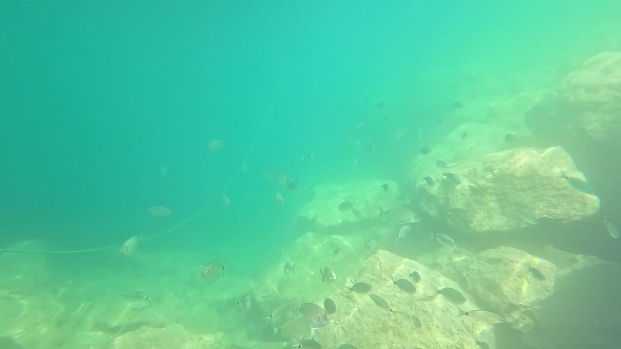 물 에서 바위 주위에 헤엄치는 물고기