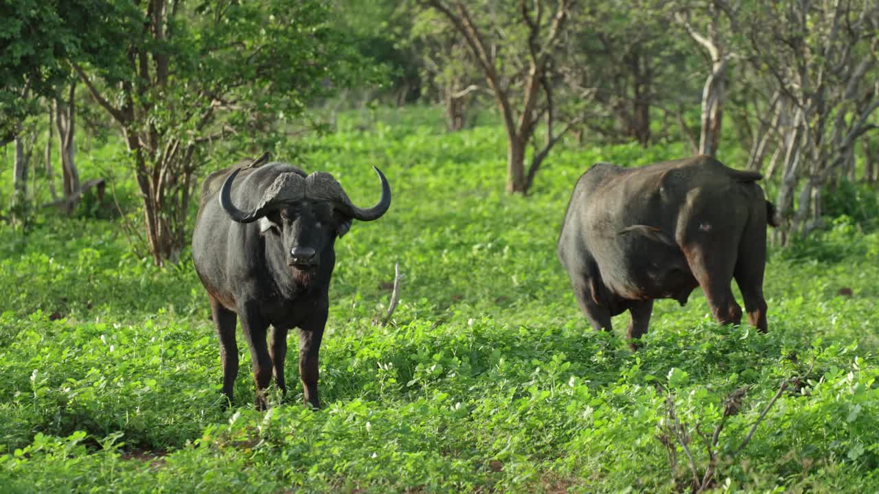 Two African Cape buffalo standing in a field of green while one is feeding and the other buffalo is looking into the camera, Chobe National Park