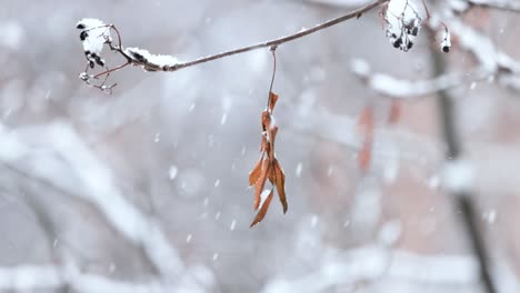 tree branches on the background of snowfall. flakes of snow falling down winter landscape.