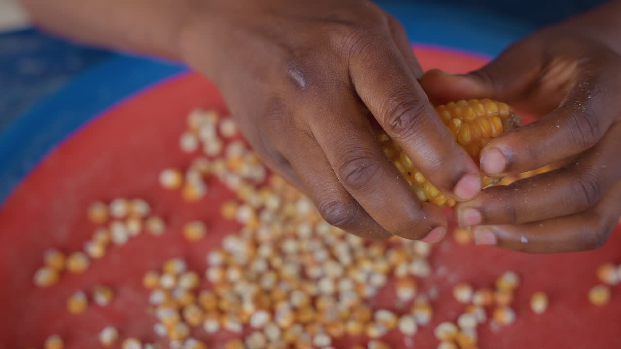 Harvests nurture families. Farmers collect corn for dinner. Gathering crops fuels warm family gatherings. Sharing harvests strengthens bonds and provides nourishing homecooked food