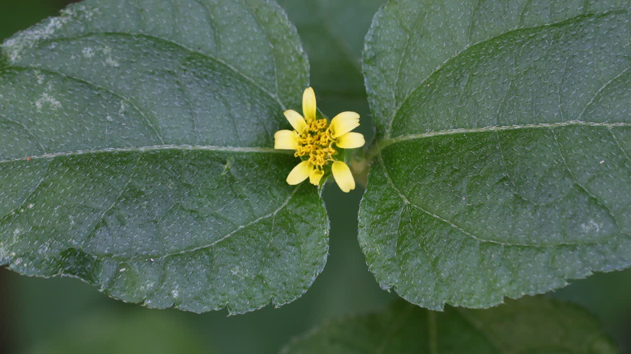 Macro video of a tiny yellow flower